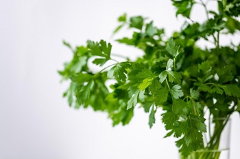 Parsley plant