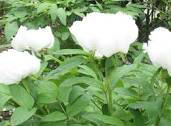 White Peony Root Flower