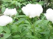 White peony root